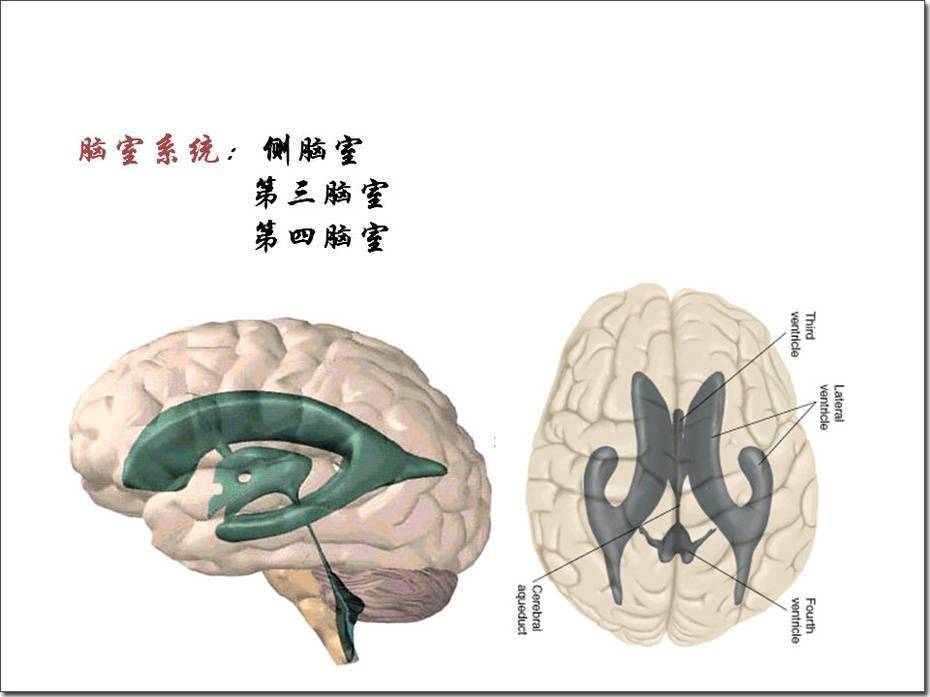 脑积水疾病知识_脑室