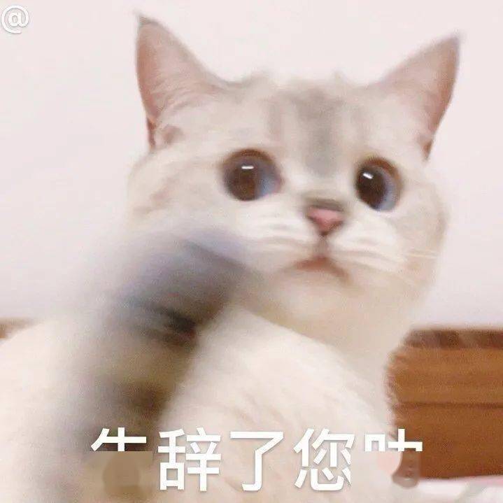 【沙雕表情包】沙雕猫猫表情包_猫咪