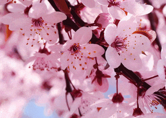 田野绿世界会变出一片粉色的樱花海洋