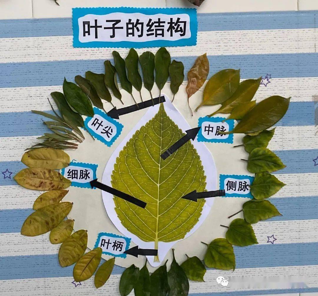 陆陆续续有孩子将自己的调查表带来幼儿园和同伴分享自己找到的叶子的
