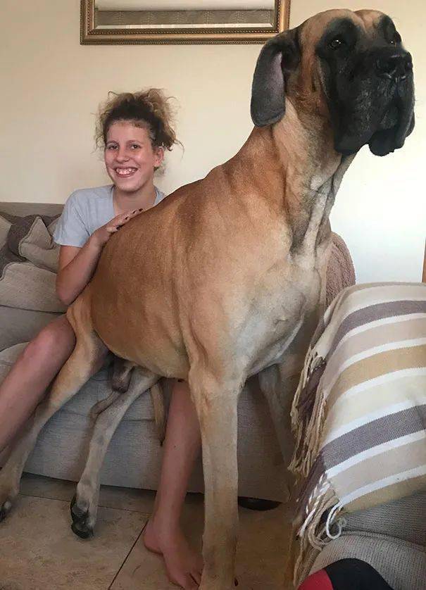 【阅出色】世界上最大的狗,比人还高却内心软萌,网友