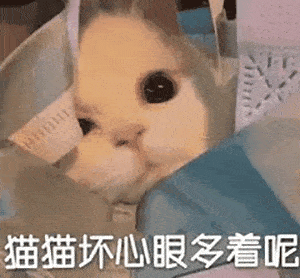 小猫咪能有什么坏心眼表情,快进来吸猫!_无辜