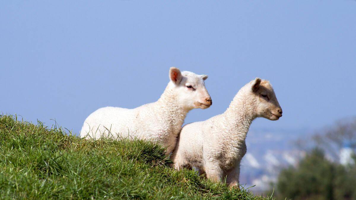 羊怀孕几个月生小羊羔?通常5个月左右