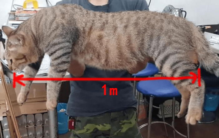 网友收养了一只流浪狸花猫一年后变巨猫超吓人