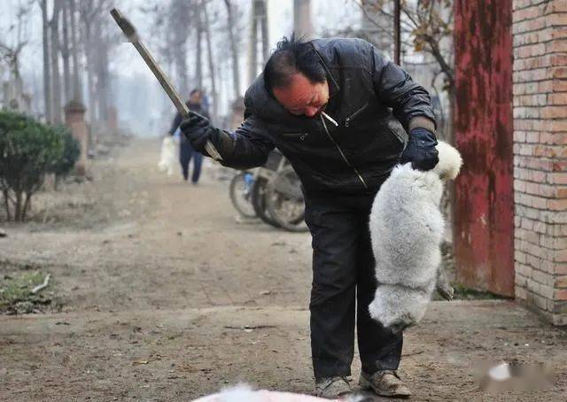 大部分的狐狸都是使用木棍敲击头部致死后再剥皮