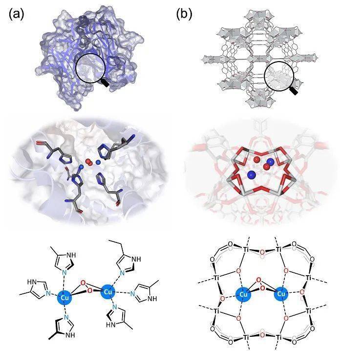 图1 生物酶和mof人工酶结构中的双核铜cu2活性中心