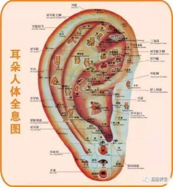 揉耳朵法 动作要领:右手叉腰,伸出左手食指,拇指,用力夹住耳尖,往上