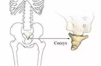 尾骨位于脊椎的最下端,原本应该是尾巴,是我们的祖先从猿类进化而来的