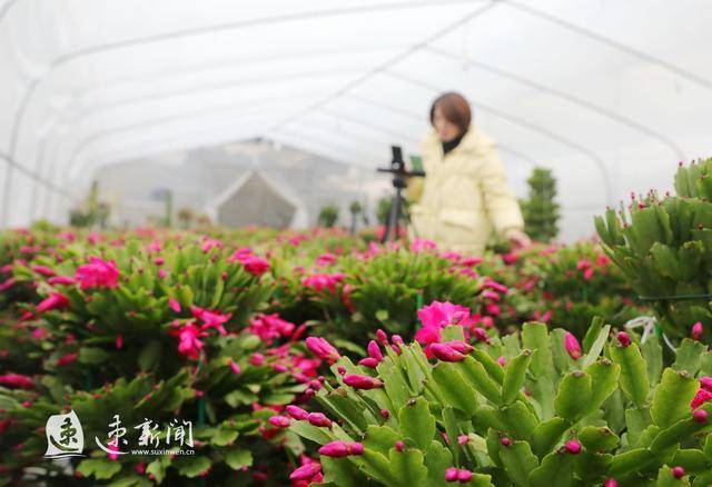 沭阳:春节临近 花木俏销