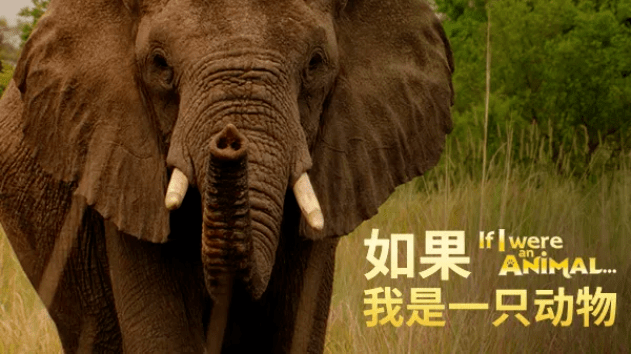 一定要给孩子看10部高分纪录片比动画片更吸引娃内含资源