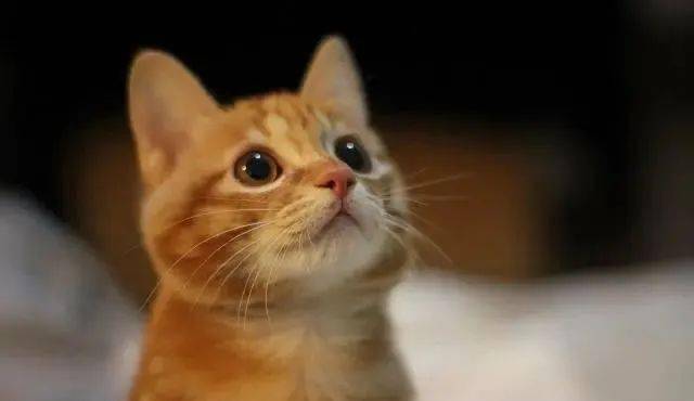 壁纸 动物 猫 猫咪 小猫 桌面 640_370