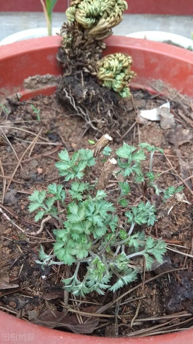 上山见到干草团别一脚踢开捡回家浇点水能枯木逢春