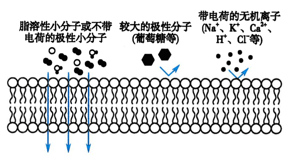 单纯扩散(简单扩散)是指物质从质膜的高浓度一侧,通过脂质分子间隙,向