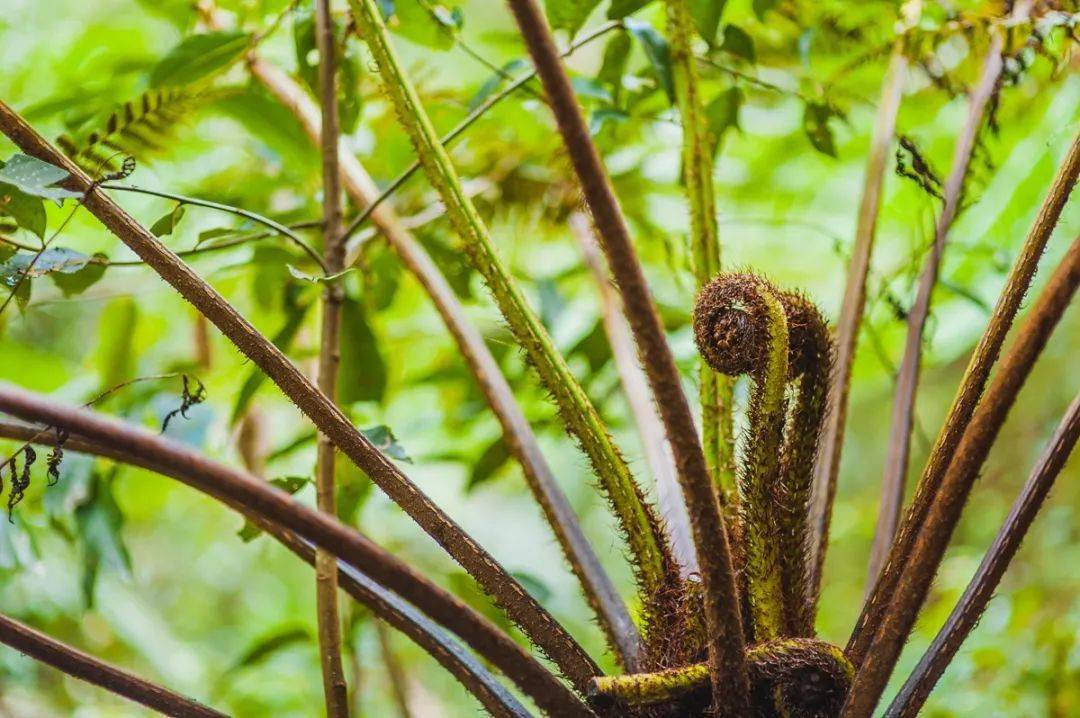 生物多样性国宝植物存活了几亿年比恐龙出现都早