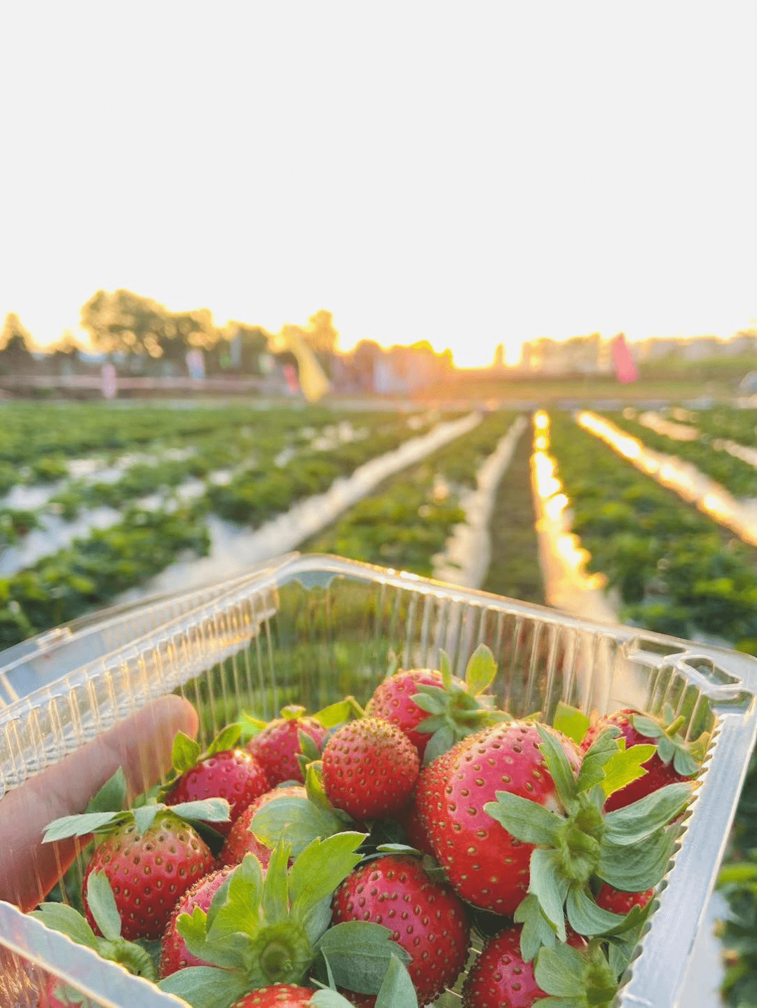 甜蜜暴击!又双叒叕到了吃草莓的季节,顺德多家草莓园等你来