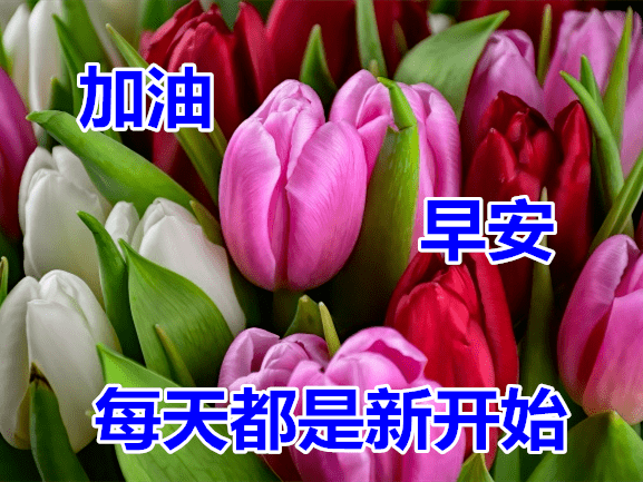 2021早上好的鲜花祝福图片,最美早上好问候语图片