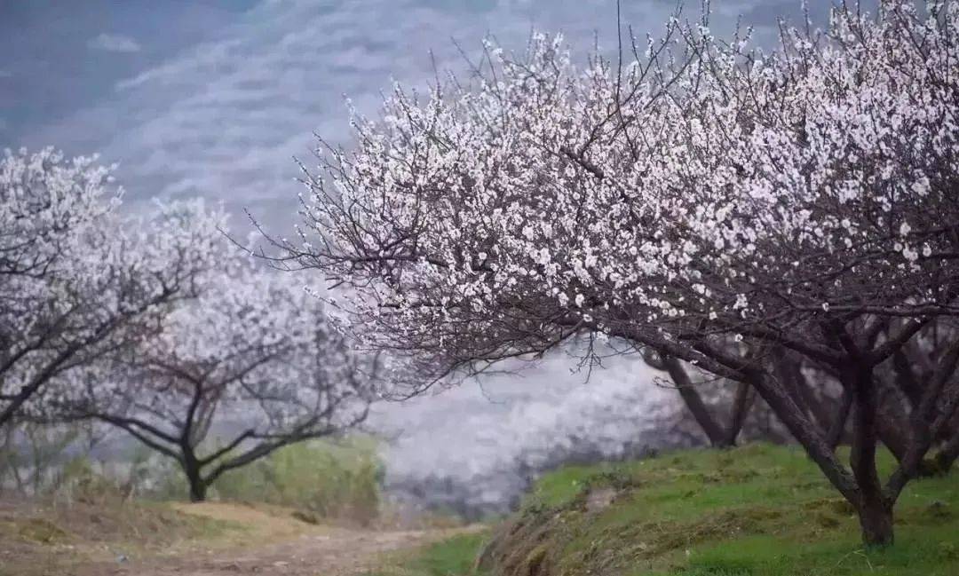 湖州赏梅地图_梅花