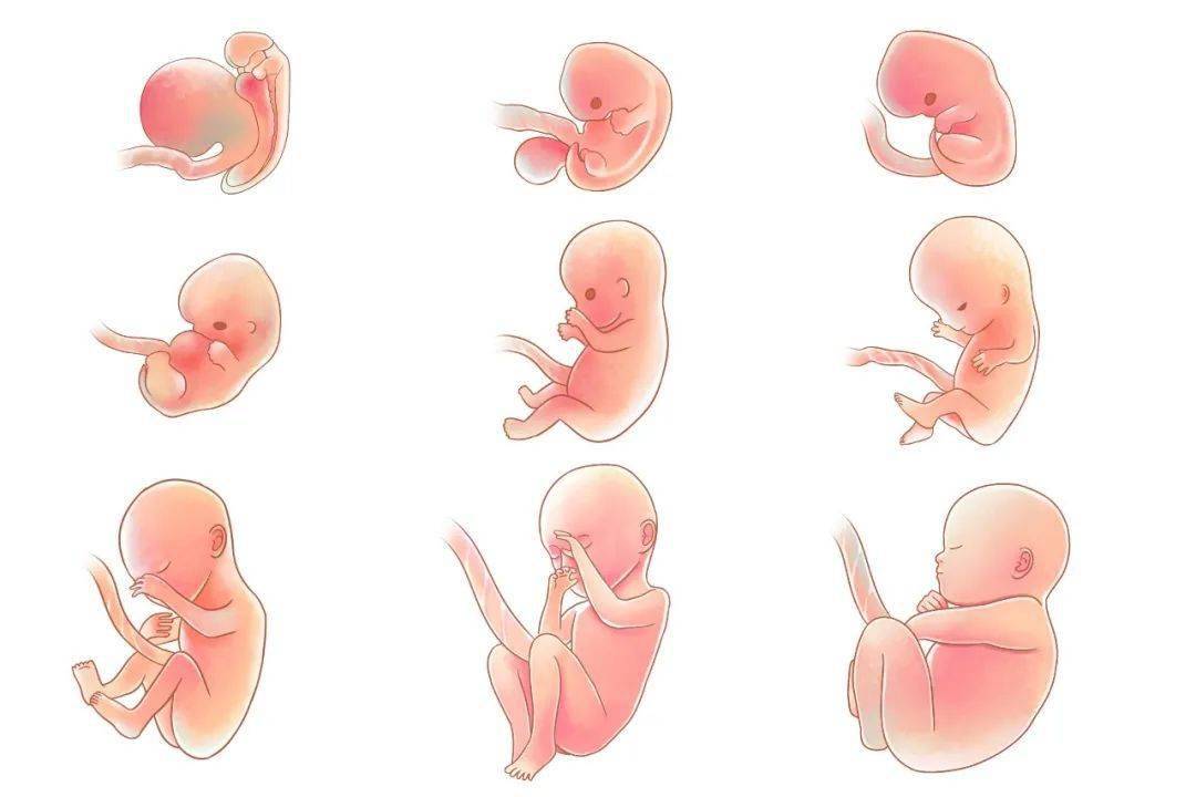 在这一段时间内,胚胎会逐渐发育成具有人形的胎儿.