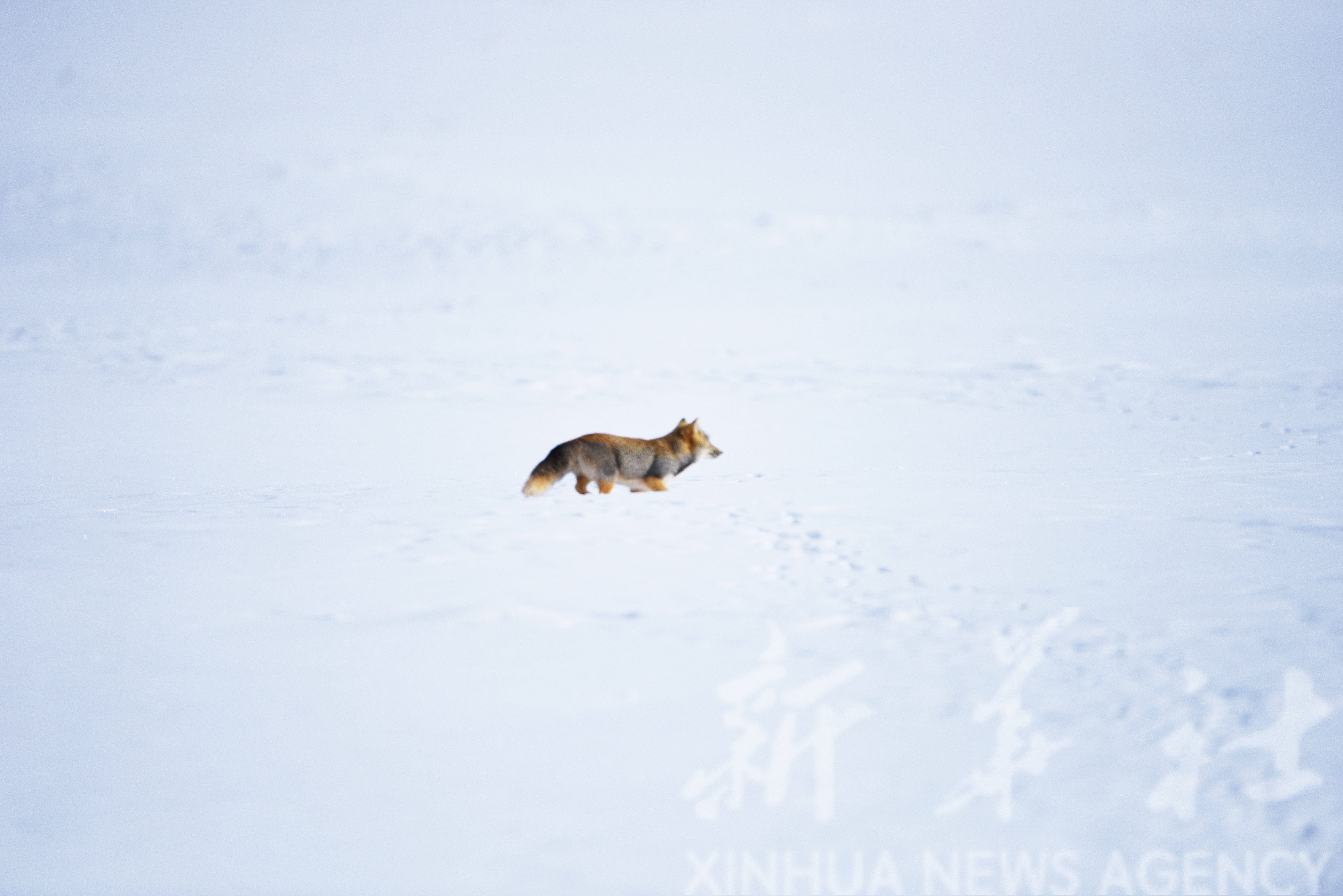 雪中藏狐