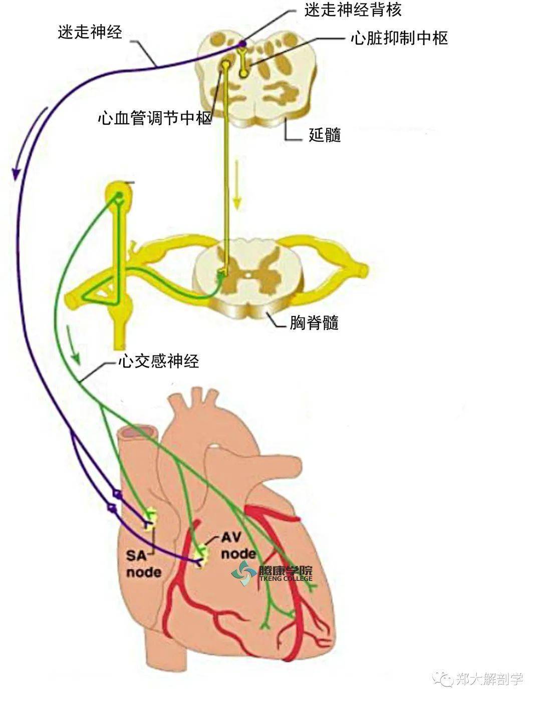 心脏前壁多由交感神经分布,下壁迷走神经占优势