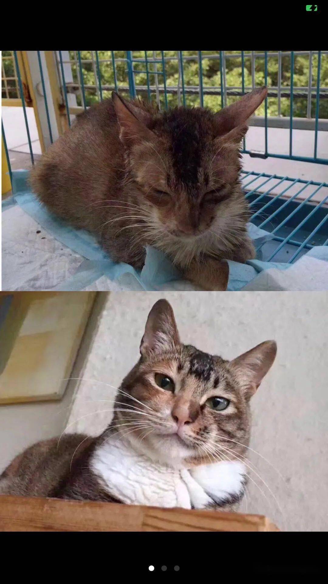 流浪猫大黄,能拿到他的爱的号码牌吗?
