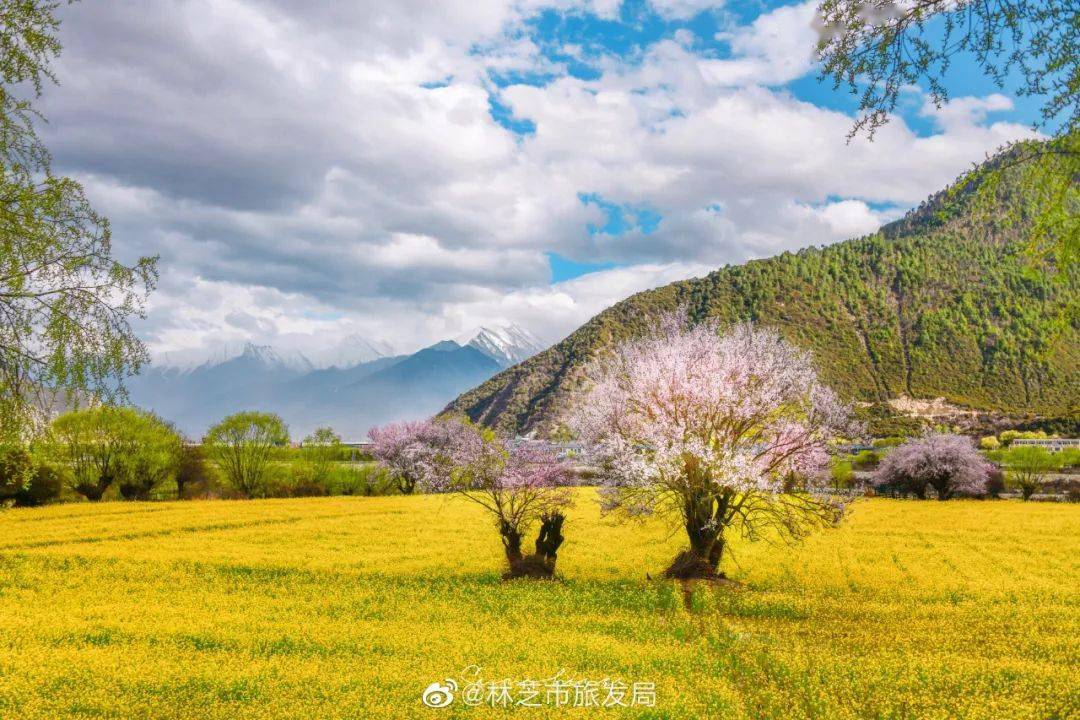 人间三月,西藏冰川下开出了十里桃花~_林芝