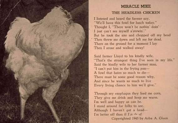 这就是著名的"无头鸡麦克"(mike the headless chicken).