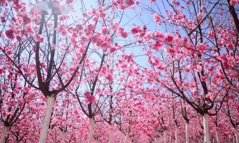 【时节 开花了!宜良樱花谷樱花惊艳冬日