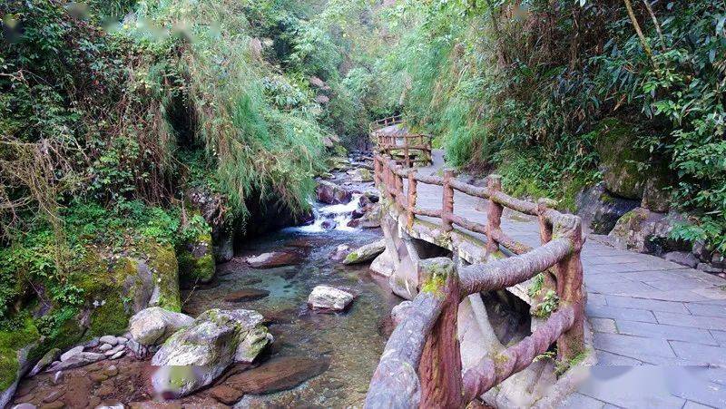 贵州:梵净山亚木沟 闻水声觅神木