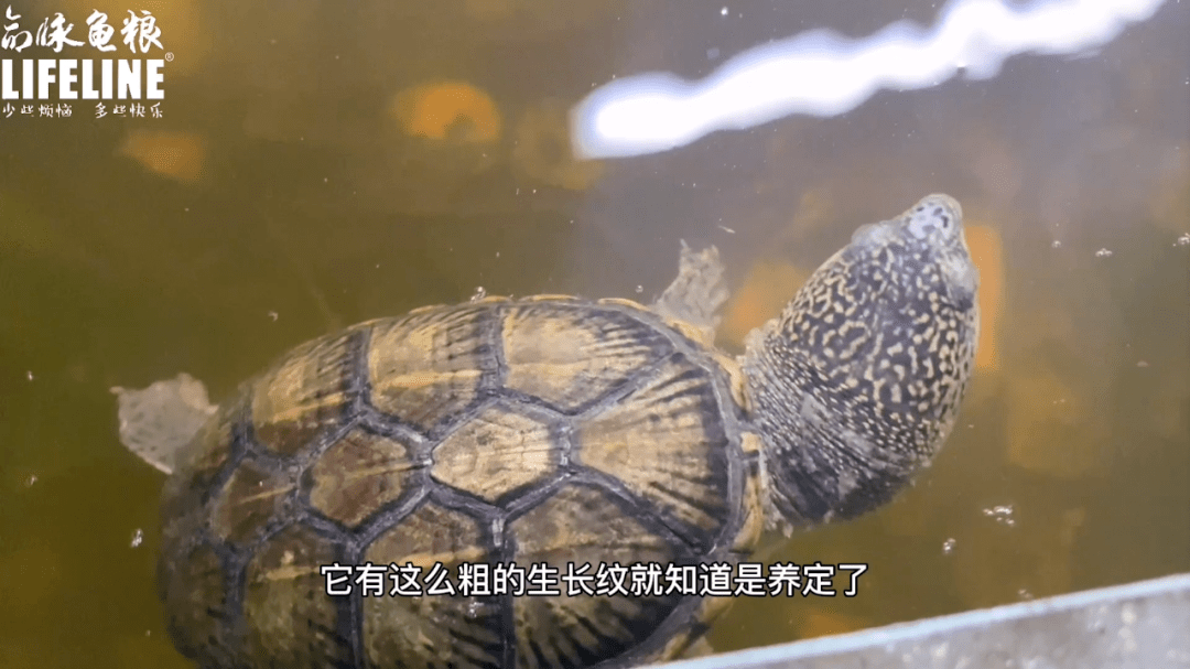 室内龟屋系列窄桥匣子蛋龟是个聪明又奶凶的萌货
