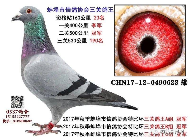 一羽鸽子,分别各自比赛11月3日蚌埠市信鸽协会500公里特比环500元组冠