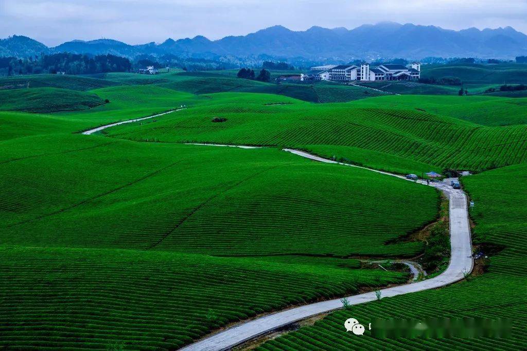 贵州遵义海龙水库《茶海曰出》 师利平 摄