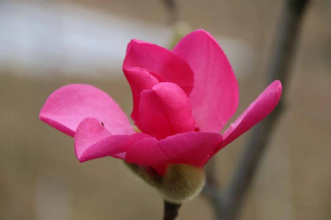 五峰县树,县花评选,你说了算!_生态