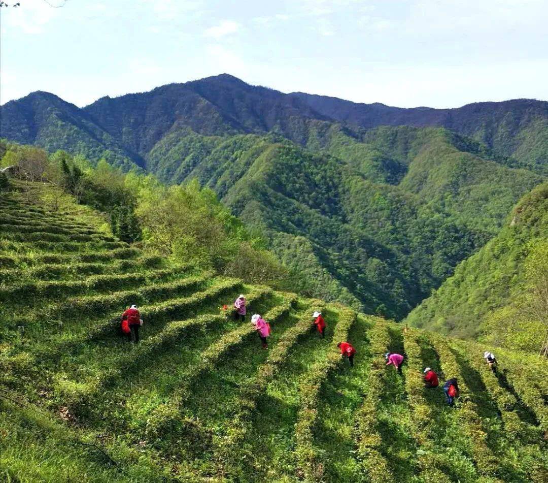 平利县正阳镇"归雁"领飞富乡邻