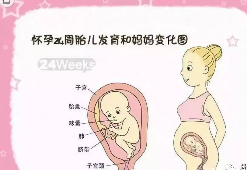 怀孕47个月孕妇知识小科普附胎儿发育图
