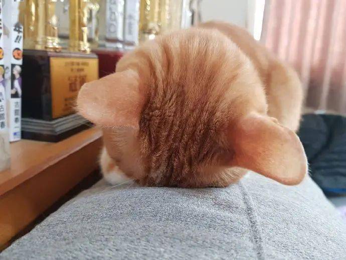 千古疑问,猫咪这样睡真的不难受吗?_手机搜狐网