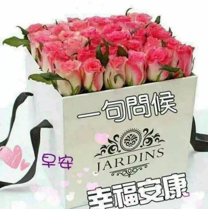 1月清晨微信群发早上好问候图片鲜花带字,早晨美好祝福送给你