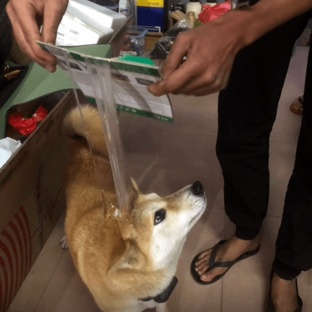 粘鼠板没沾到鼠,却粘到了狗,这不是"拔丝狗头"吗?