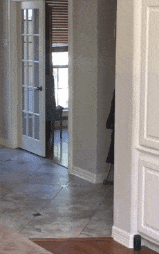 狗子突然变瘸子医生的话让主人泪流满面它竟然是在同情我