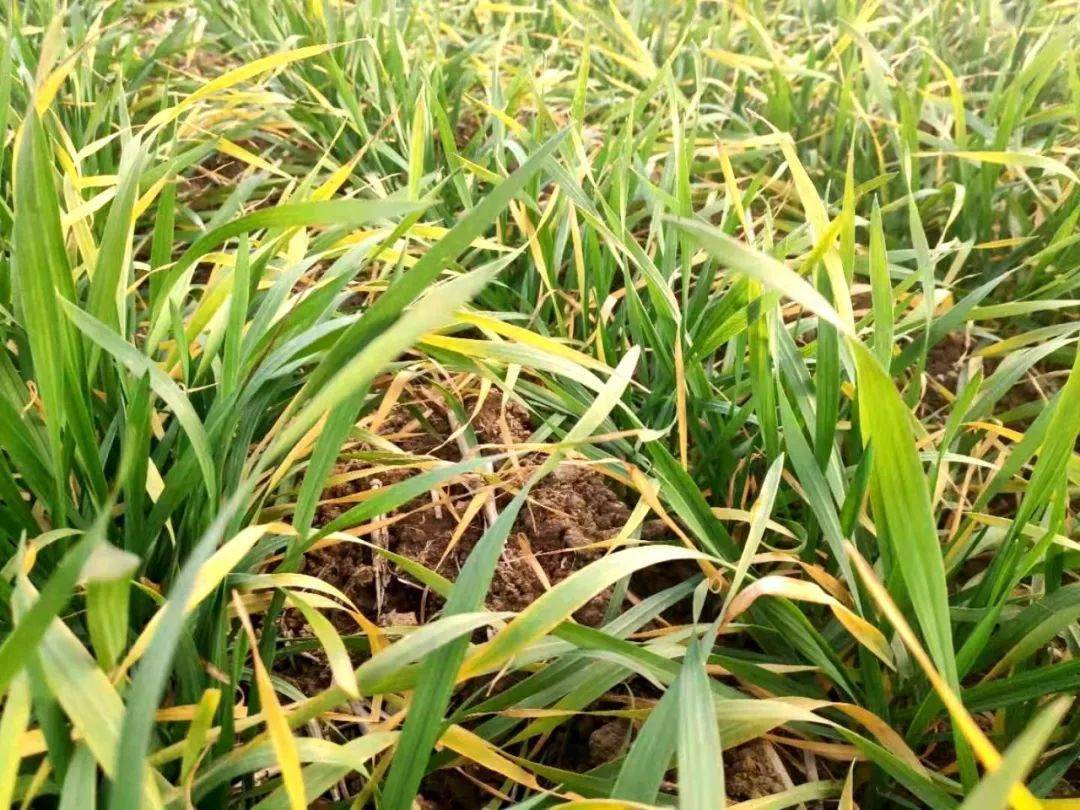 小麦冻害发生后2-3天及时调查幼穗受冻程度,对茎蘖受冻死亡率超过1