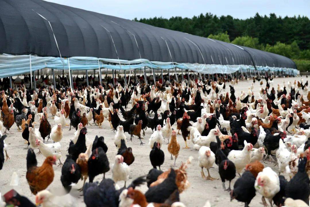 唱响畜禽养殖致富歌——哈尔滨有限公司畜牧产业转型发展纪实