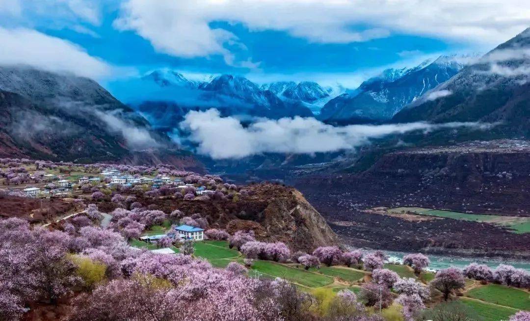 青藏美景舒心圆梦,寻访中国最美的春天,去林芝看雪域桃花