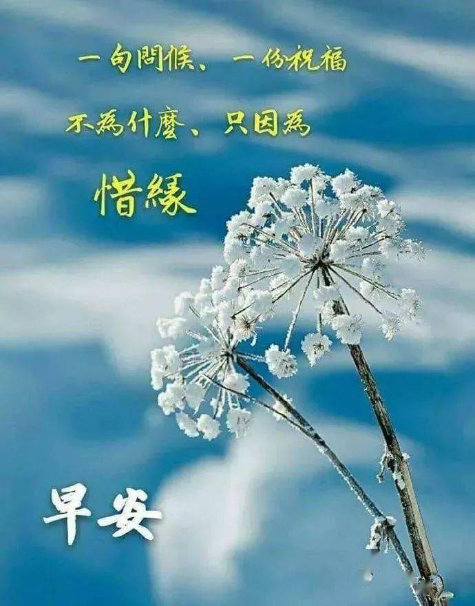 冬季超级漂亮的早上好鲜花图片群发早晨好问候语短信大全