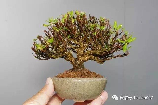 缩缅葛盆景