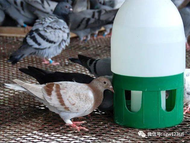 观察喝水另有想法?_鸽子