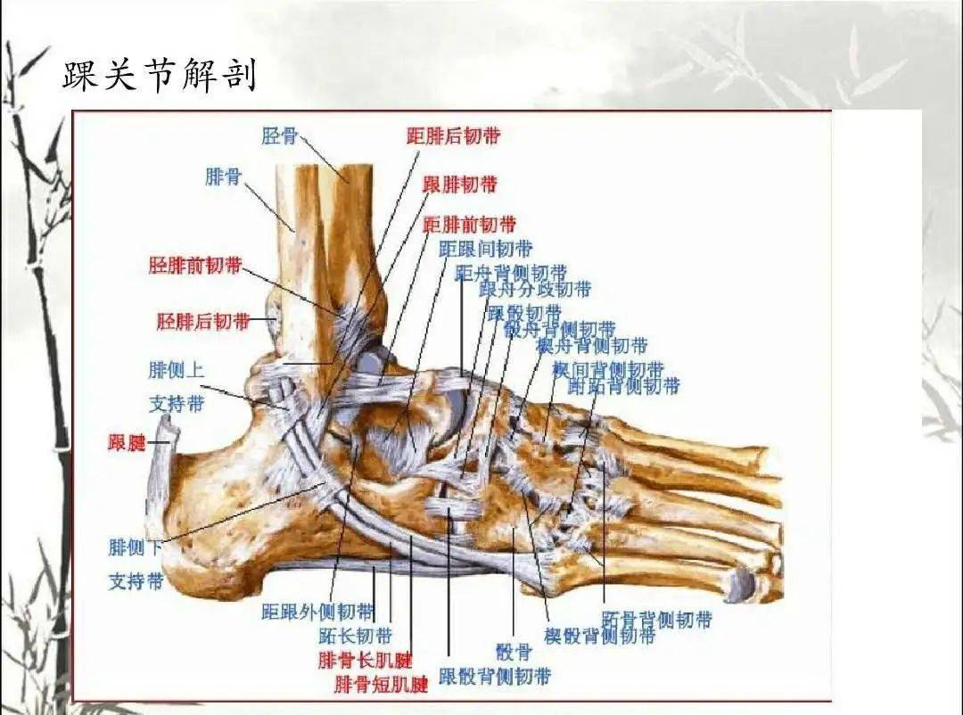 踝关节主要由胫腓骨的下端和距骨,跟骨组成,比较复杂.