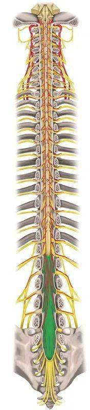 马尾神经解剖简述