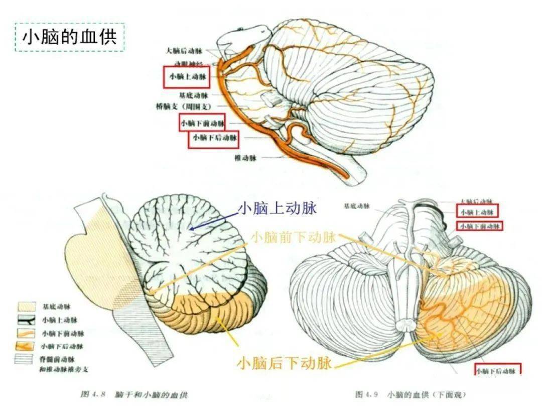 从梗死部位推测责任血管:脑血管解剖