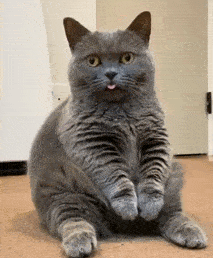 猫咪大型吐舌卖萌现场