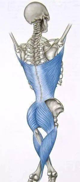 从筋膜的角度看腰痛腰肌筋膜炎到底是怎么回事